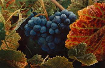 MAX YAVNO (1911-1985) Grape Cluster * Napa Valley, CA. 1961.